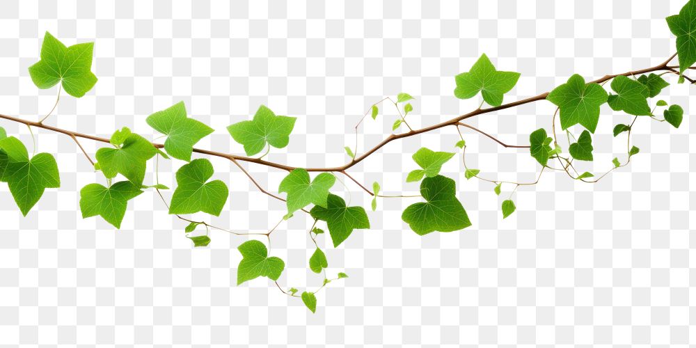 PNG Vine plant leaf ivy.