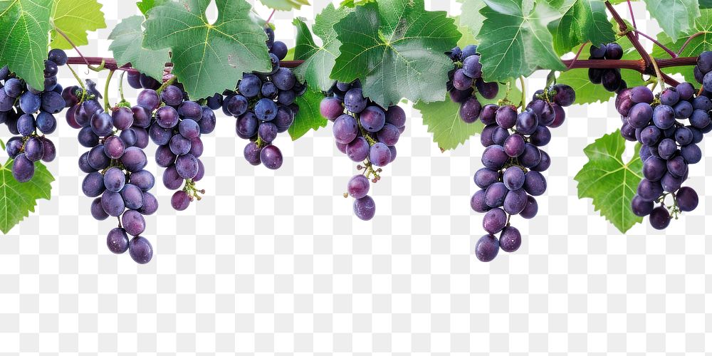 PNG Grape vine grapes countryside outdoors.