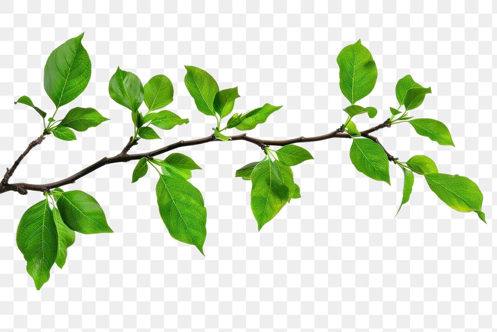PNG Tree branch with green leaf border plant white background annonaceae.