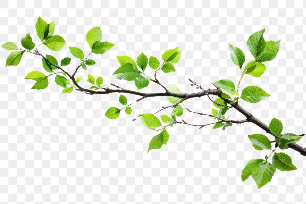 PNG Tree branch with green leaf border plant white background freshness.