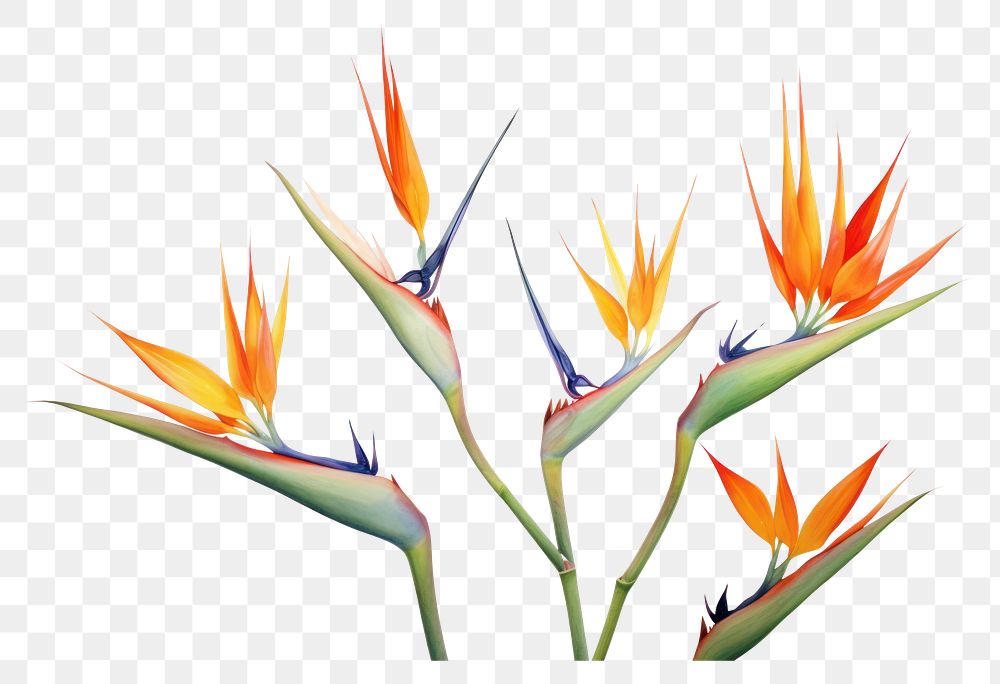 PNG Bird of paradise flowers plant white background inflorescence