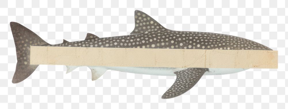 PNG  Whale shark ephemera animal fish sea life.