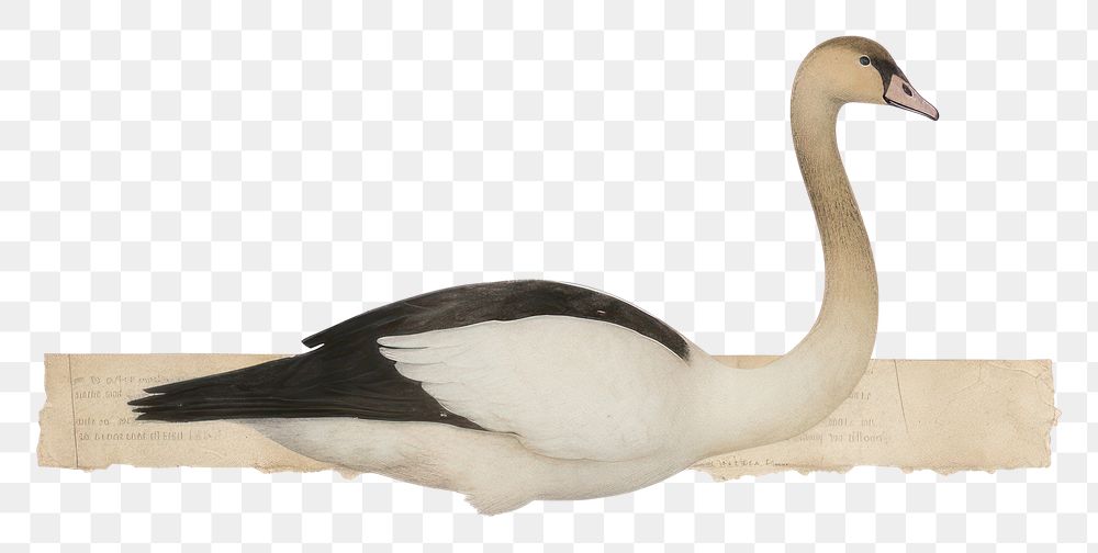PNG  Black swan ephemera anseriformes waterfowl animal.