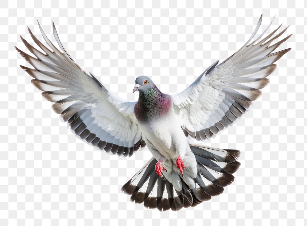 PNG Pigeon flying animal bird dove.