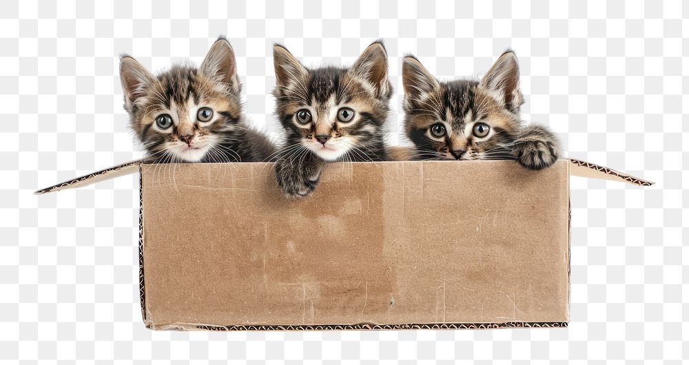 PNG Kittens in cardboard box animal mammal carton.