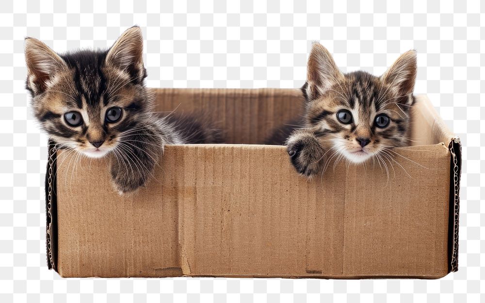 PNG Kittens in cardboard box animal mammal carton.