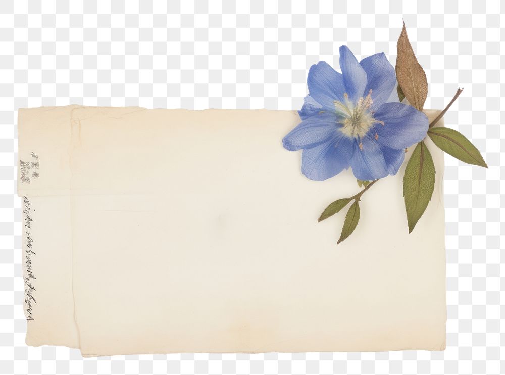 PNG  Blue flower ephemera letterbox anemone blossom.
