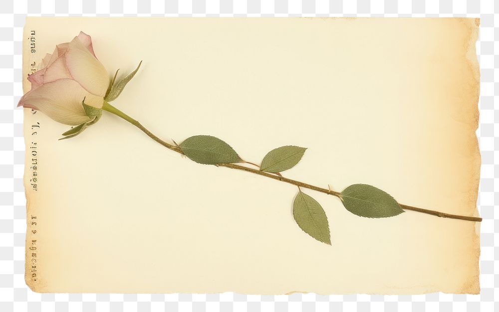 PNG  White rose ephemera envelope blossom flower.