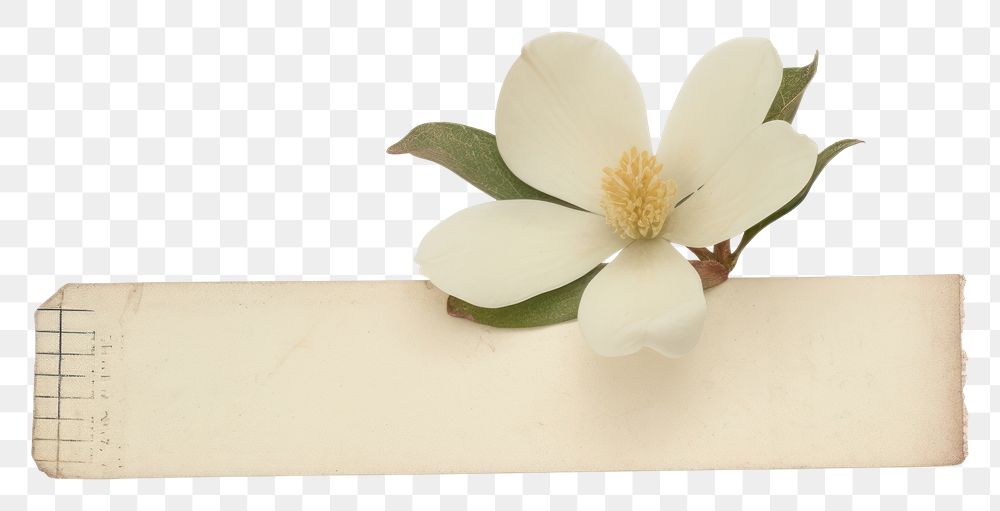 PNG  Magnolia ephemera anemone blossom flower.