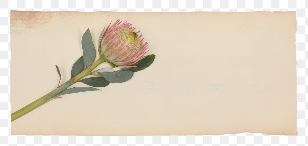 PNG  Protea ephemera paper asteraceae painting.