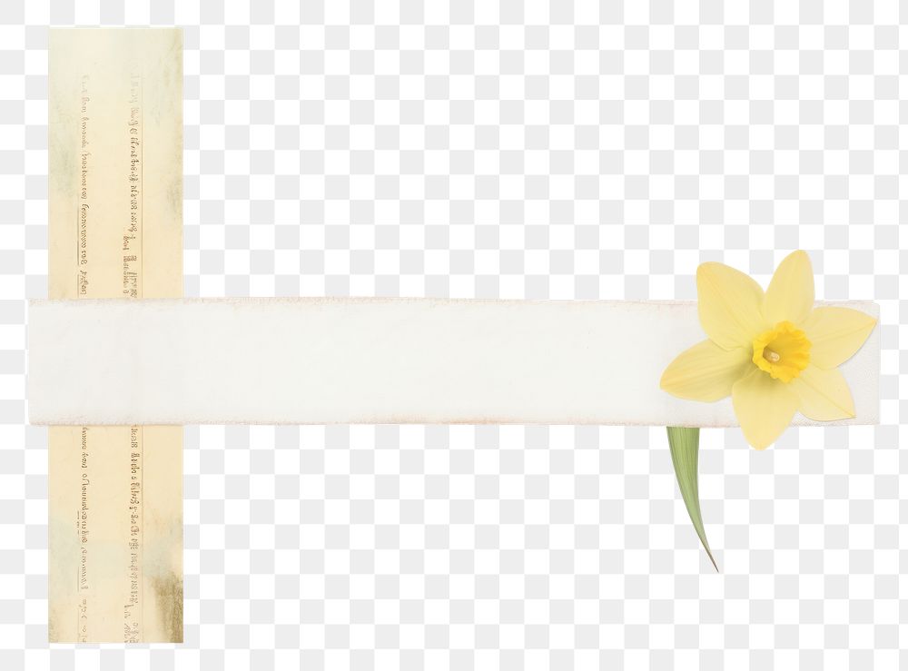 PNG  Daffodil ephemera blossom flower plant.