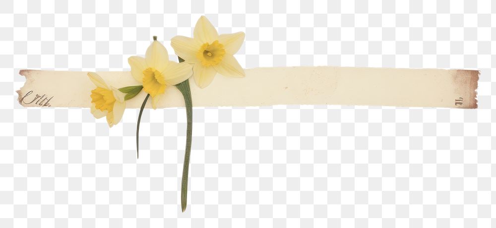 PNG  Narcissus ephemera appliance daffodil blossom.