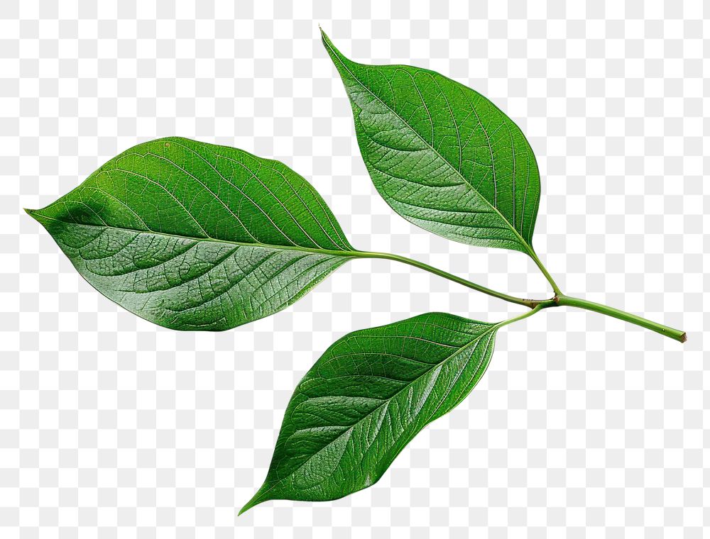 PNG Leaves annonaceae plant leaf.