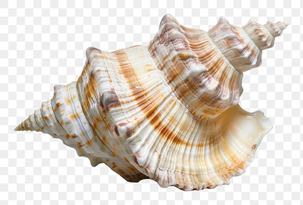 PNG Sea shell invertebrate seashell animal