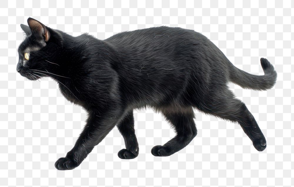 PNG Black Cat cat black cat animal.