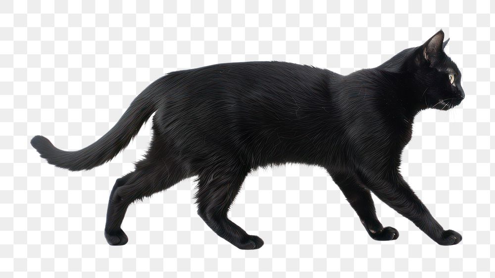 PNG Black Cat cat black cat animal.