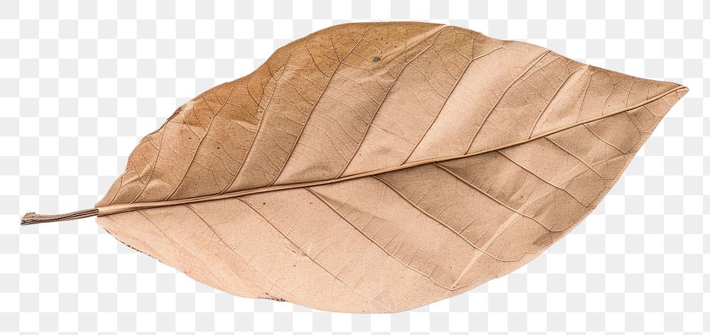 PNG Leaf leaf accessories accessory.