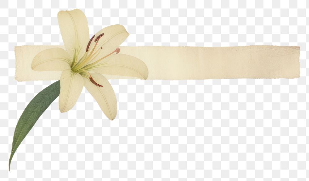 PNG Lily flower plant paper white.