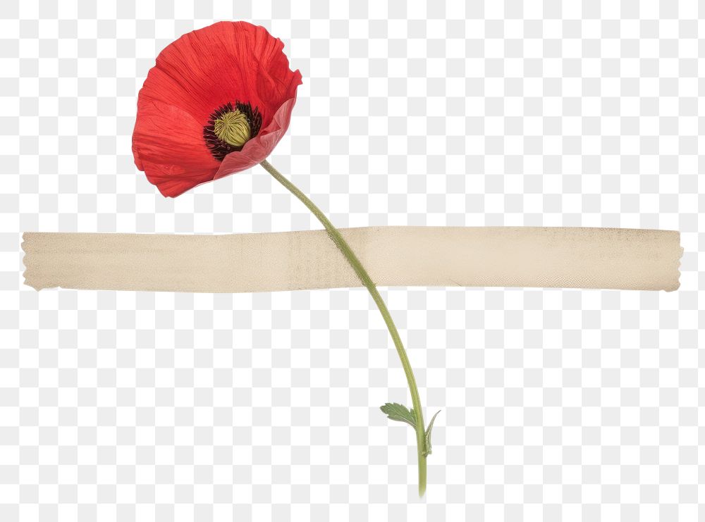 PNG Poppy flower plant white background inflorescence.