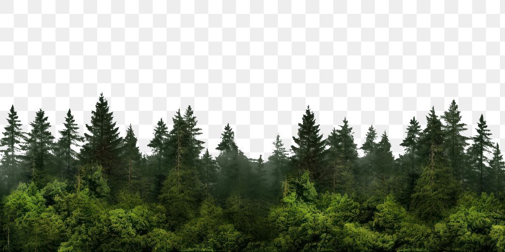PNG Forest backgrounds vegetation outdoors