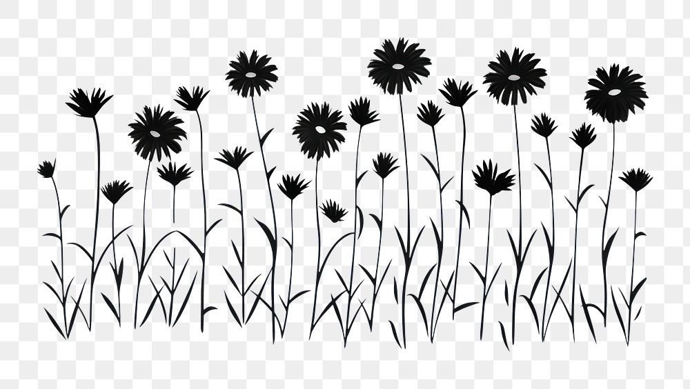 PNG Daisies silhouette art illustrated asteraceae.
