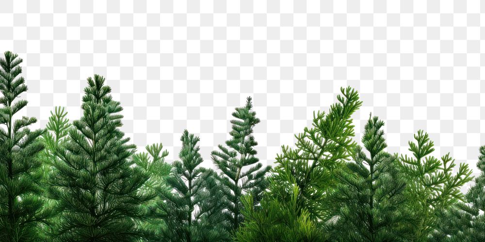PNG  Coniferous branch vegetation outdoors woodland.