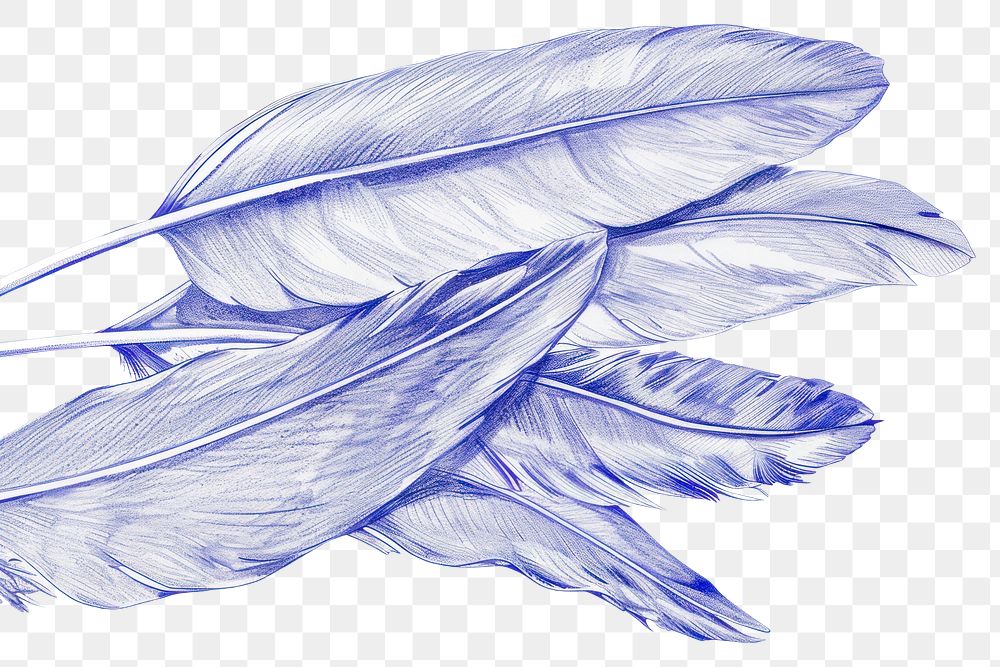PNG Vintage drawing feathers illustrated sketch animal.