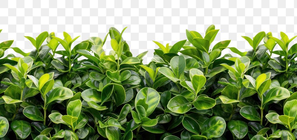 PNG Plant backgrounds hedge leaf.