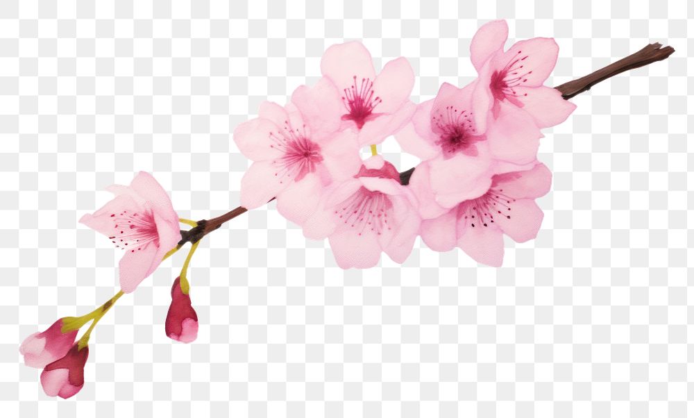 PNG Cherry blossom flower plant 