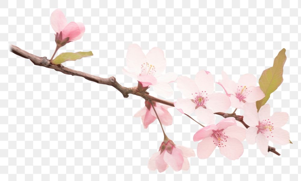 PNG Cherry blossom flower plant white background.