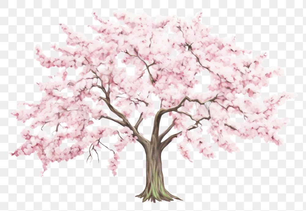 PNG Cherry blossom tree flower plant white background.