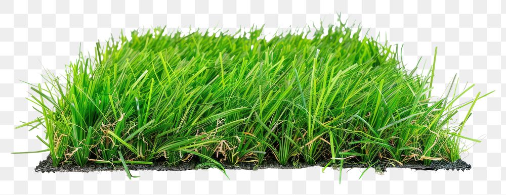 PNG Artificial turf grass plant lawn.