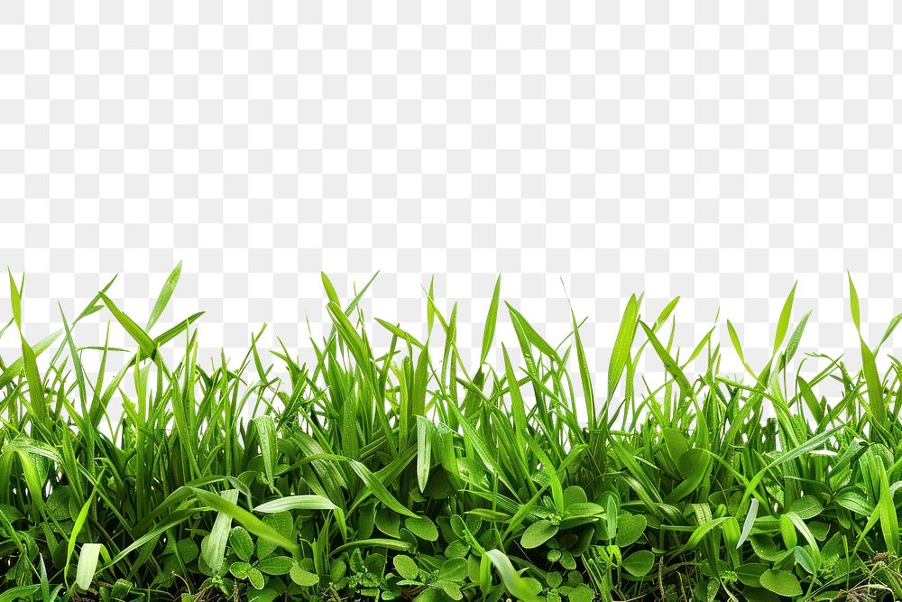 PNG Border of grass backgrounds plant green.
