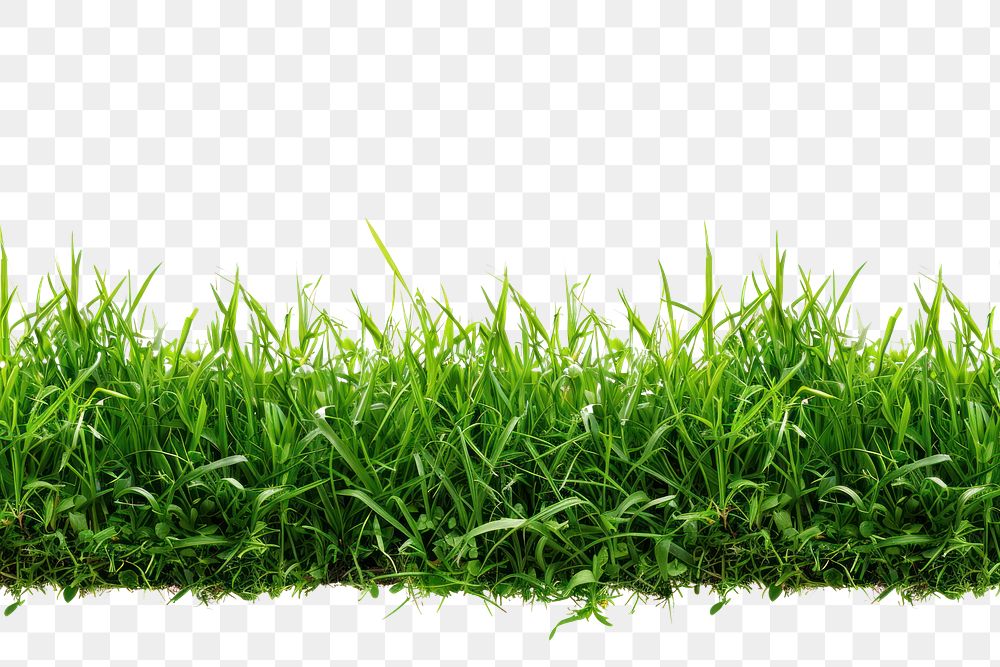 PNG Border of grass plant lawn white background.