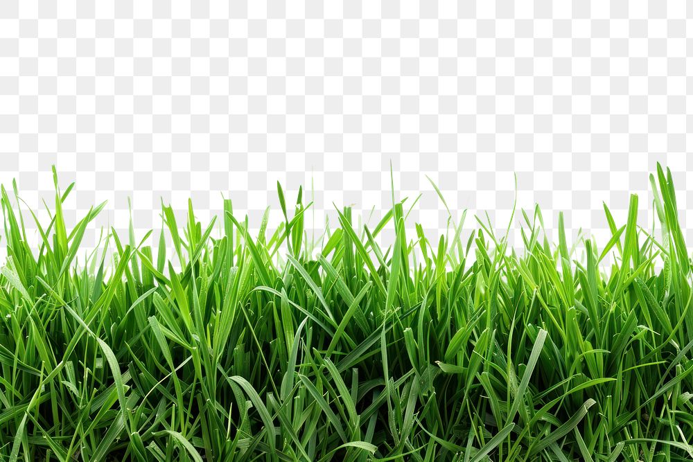 PNG Border of grass backgrounds plant green.