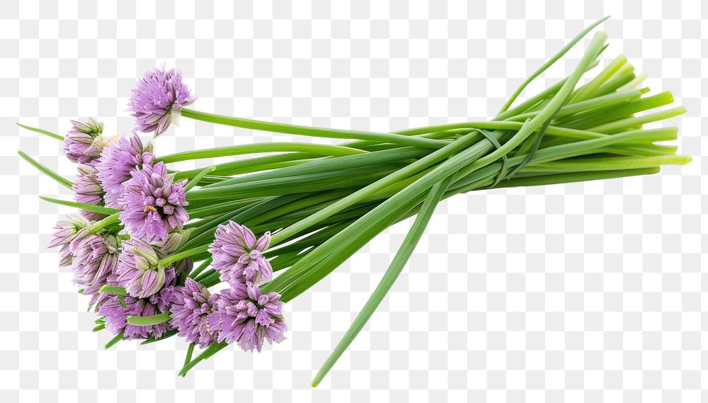 PNG Chives vegetable flower plant