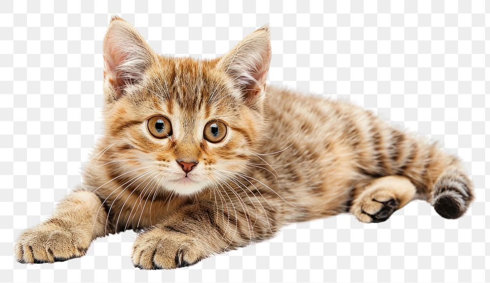 PNG Domestic cat animal mammal kitten.