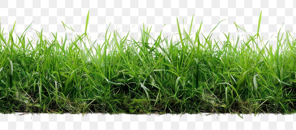 PNG Grass border plant lawn white background.