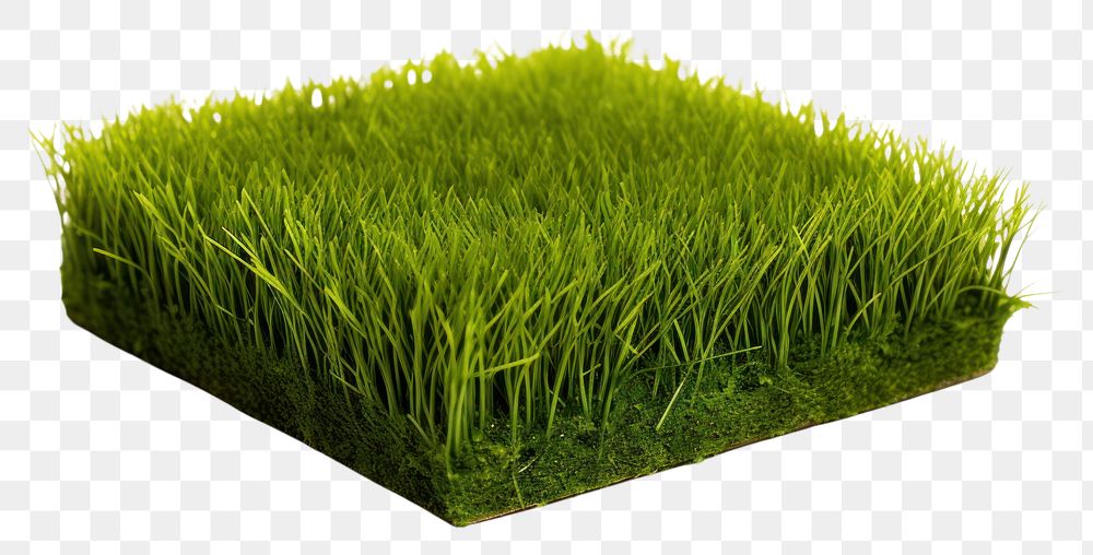PNG Short fake grass plant lawn white background.