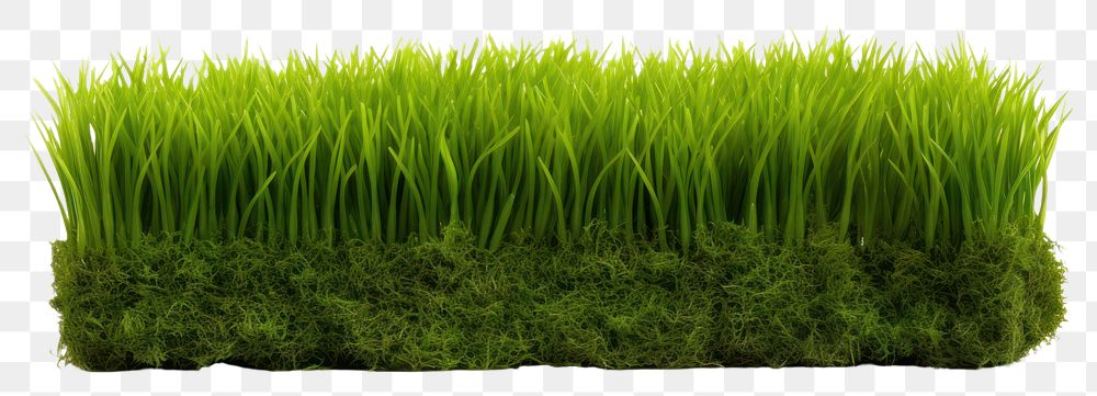 PNG Short fake grass plant green lawn.