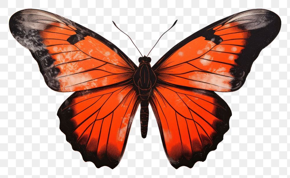PNG Butterfly animal insect red
