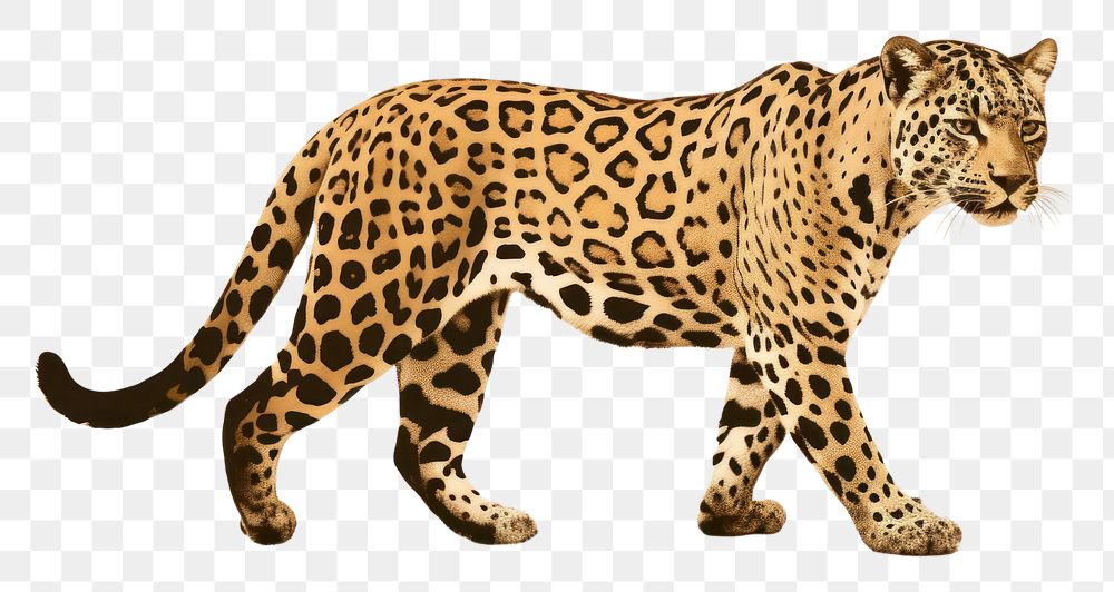 PNG Leopard texture wildlife cheetah animal.