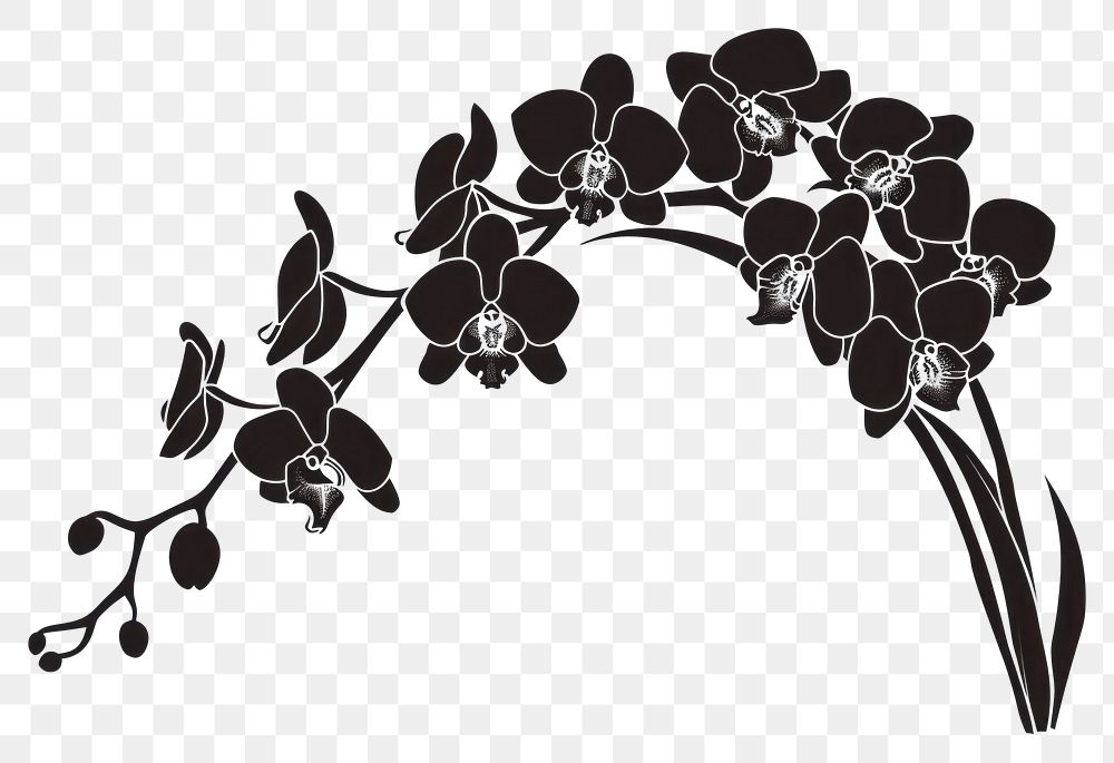 PNG Orchid art graphics blossom