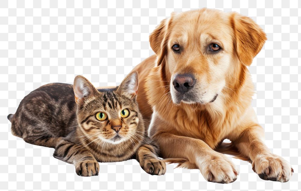 PNG Cat and dog animal mammal pet.