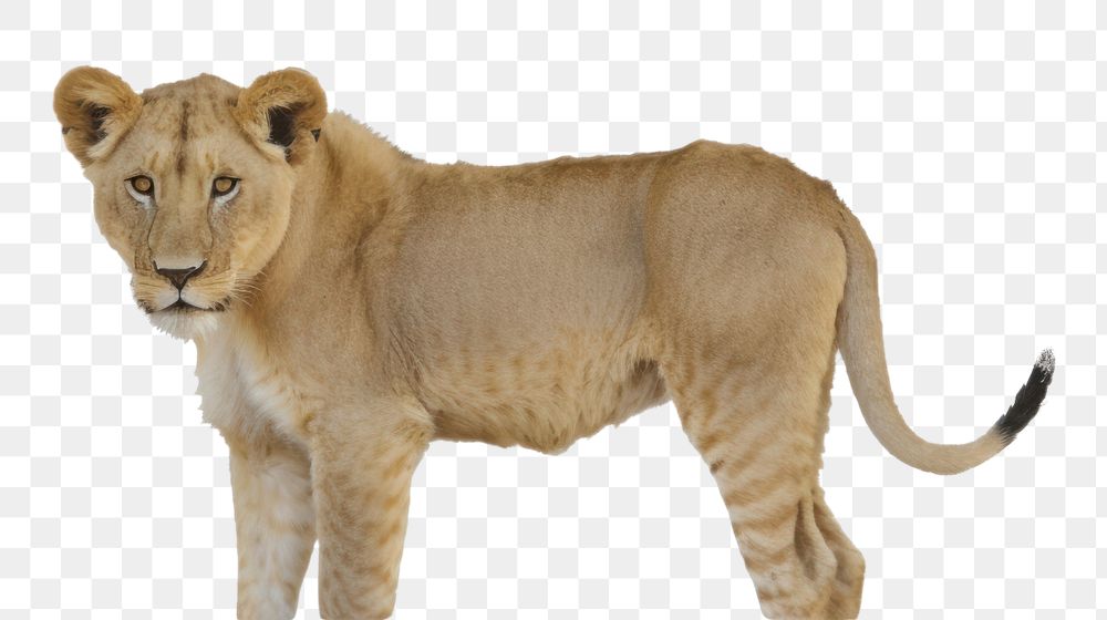 PNG Wildlife animal mammal lion.