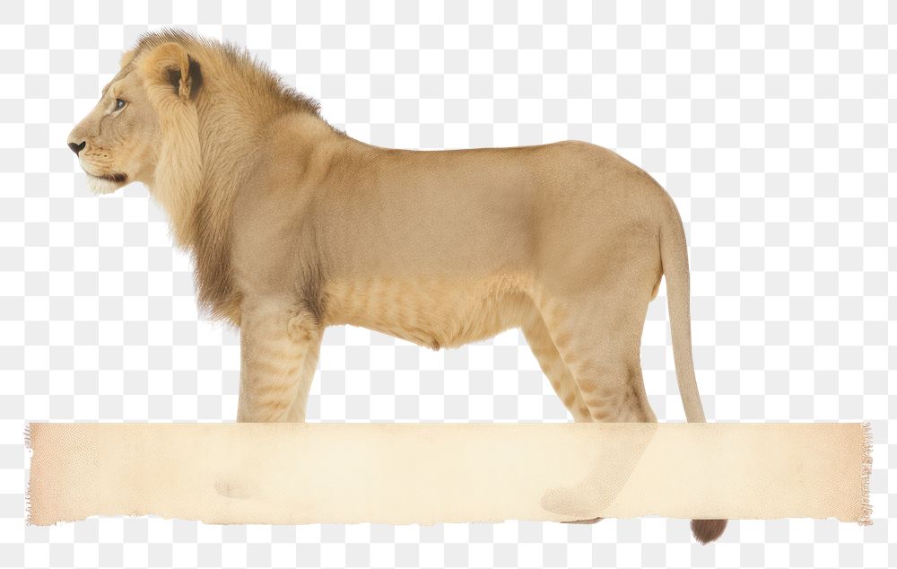 PNG Wildlife mammal animal lion.