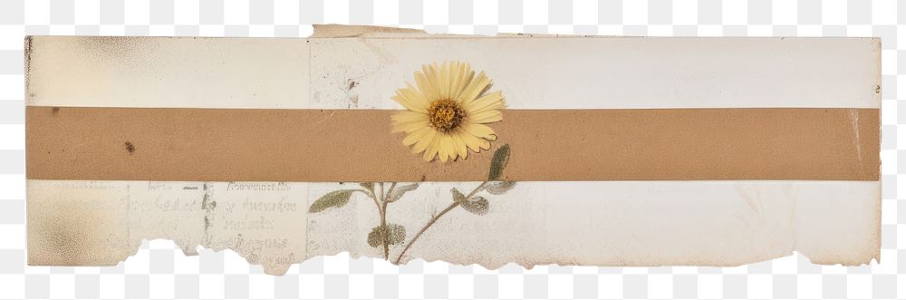 PNG Daisy sunflower plant paper.
