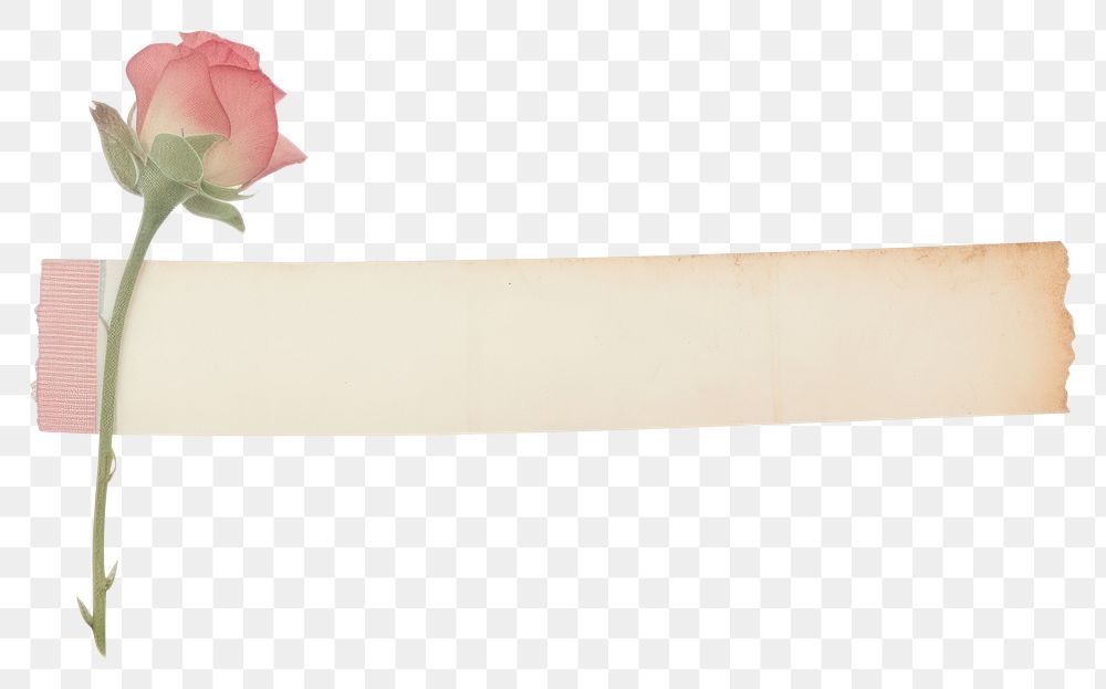 PNG Rose flower plant paper.