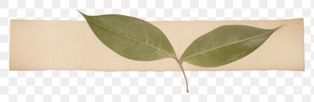 PNG Leaf plant paper white background.