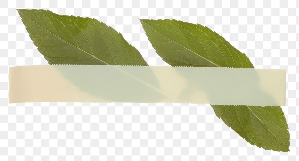 PNG Mint leaf plant white background rectangle.